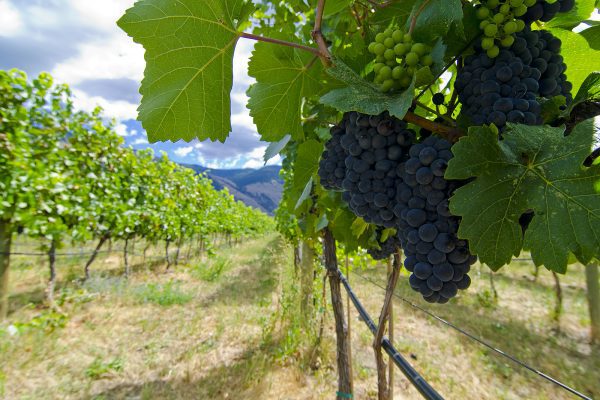 Vineyard 161, Ovino Winery, Cawston, Similkameen, summer, landscape, Darren Robinson