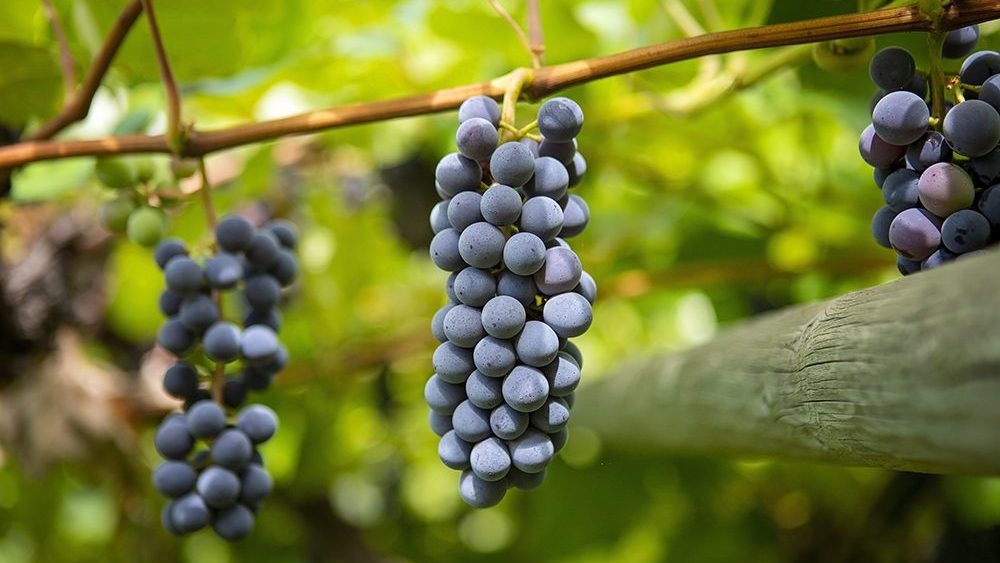 Grapes 282, Robin Ridge Winery, Keremeos, Similkameen, summer, winery, Darren Robinson